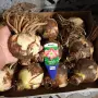 огромни луковици амаралис три цвята , снимка 3