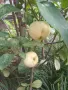 Декоративна ябълка, снимка 2