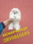 Бели мини Померани. Реални снимки от 04.04.26 г. , снимка 1