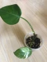 Philodendron White Princess , снимка 1