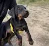 Ягдтериер женски, снимка 2