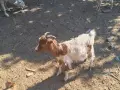 Продавам кози и ярета , снимка 5