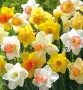 Луковици НАРЦИС - Предварителни поръчки, снимка 15
