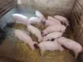 продавам малки прасета, снимка 4