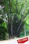 Oпаковка 60 висококачествени семена за посев и разсад от черен бамбук Bambusaceae градински растения, снимка 16