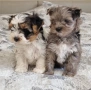 Йоркширски Териер Мерле и Бивер, снимка 3