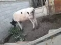 Теле.               ., снимка 1