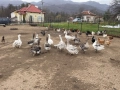 Продавам Гъски, снимка 1