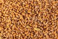 Пшеница царевица , снимка 1 - Стоки за селкостопански - 37211914