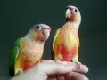 Папагал пирура-Pineapple(ананас), снимка 5