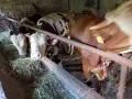  Мъжки угоени телета , снимка 10