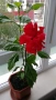 продавам цветя Китайска роза, червена, кичеста, снимка 8