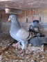 Продавам спортни гълъби , снимка 13