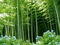 100 Семена от бамбук Moso-Bamboo рядко срещано растение за декорация на вашата градина бамбук мосо б, снимка 1