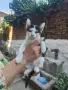 Подарвам котенца, снимка 5