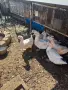 продавам патици, снимка 1