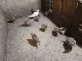 Фазани.                 ., снимка 4