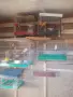 Продавам канарчета, снимка 3