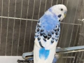 Чифт вълнисти папагали с клетка, снимка 10