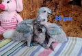 Папагали Синьочела амазона/бебета (две свободни), снимка 5