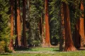 Екзотични нови 15 семена гигантска секвоя мамутово дърво sequoiadendron giganteum декорация в двора, снимка 1