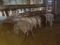 свободни 9 овце + коч, снимка 2
