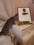 Бенгалска котка , снимка 2