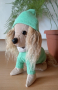 Куче Кокер Шпаньол с пуловер, снимка 6
