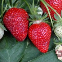 Продавам елитен разсад ягоди и малини , снимка 2 - Разсади - 39922116
