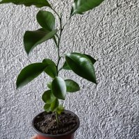 Портокал младо растение за свежест и декорация, снимка 3 - Стайни растения - 42531800