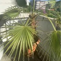 Продавам палма Вашингтон - 7 годишна - 160 см, снимка 1 - Градински цветя и растения - 37491150