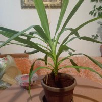 орхидея Лудизия, снимка 5 - Стайни растения - 44167876