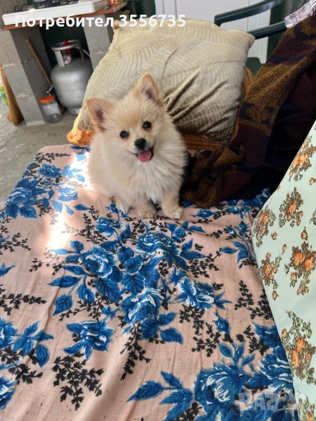 Померан среден шпиц, снимка 1