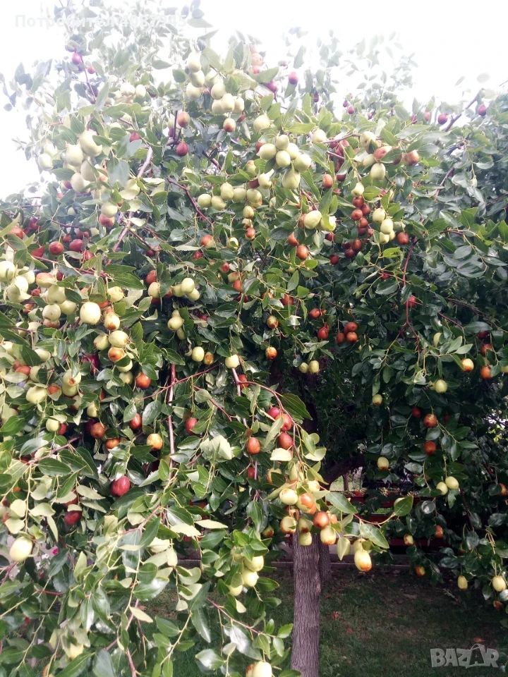 Продавам хинап (китайска фурма), снимка 1