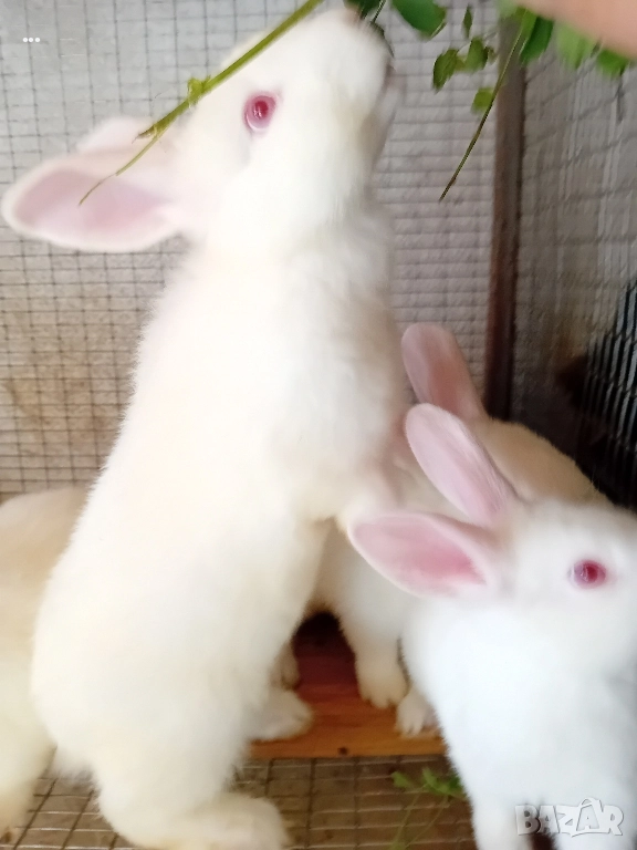 продавам зайци , снимка 1