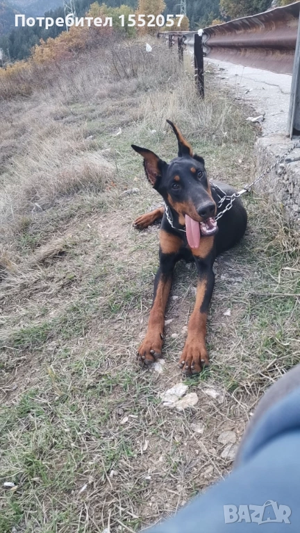 Доберман - мъжки, снимка 1