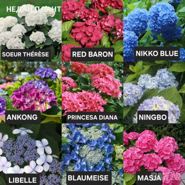 Хортензия за сянка /Hydrangea macrophylla, снимка 1