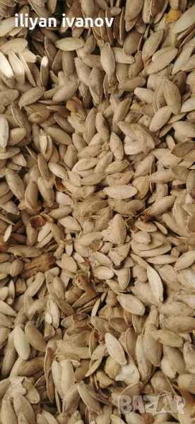 Тиквено семе тиквени семки, снимка 1