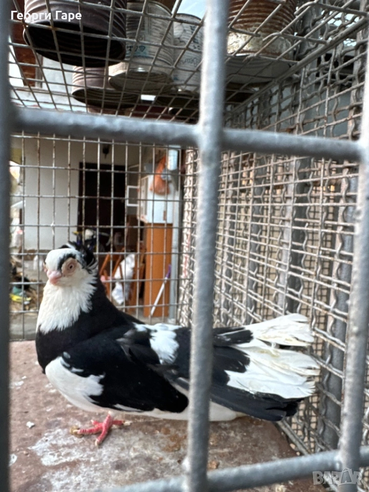 Благоевградски качулат, снимка 1