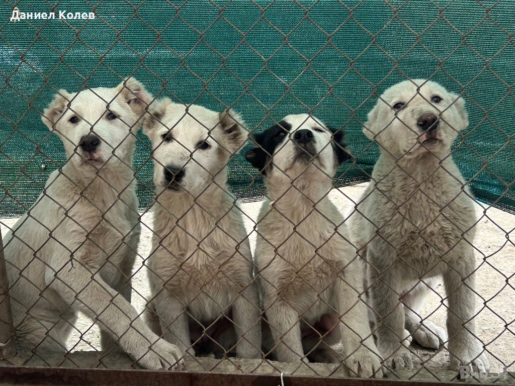 Продавам женски алабаи, снимка 1