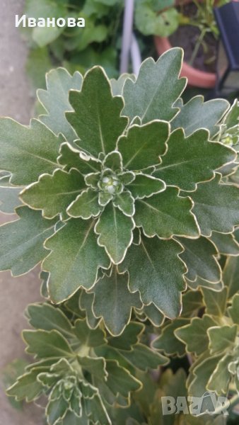 Аяния, снимка 1