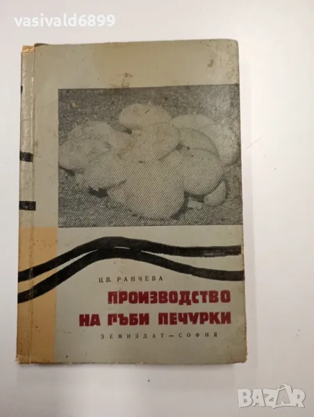 Цветана Ранчева - Производство на гъби печурки , снимка 1