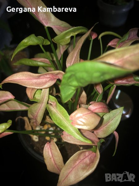 Syngonium 1510, снимка 1