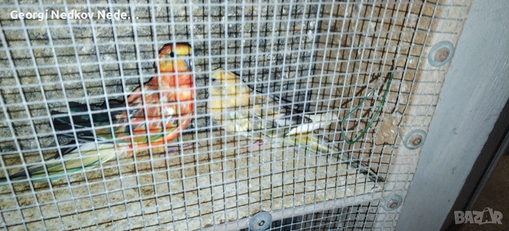 Чифт пойни, снимка 1