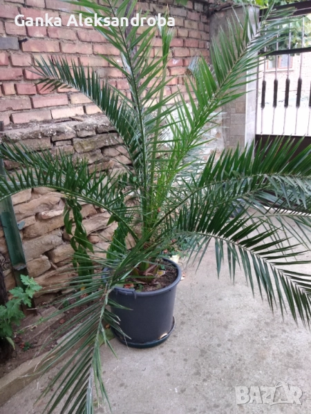 цветя подходящи както за дома така и за заведения и офиси, снимка 1