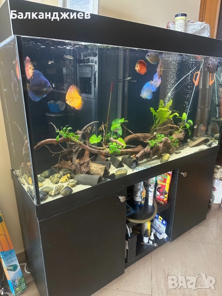 Аквариум с Дискуси и L-ки, снимка 1