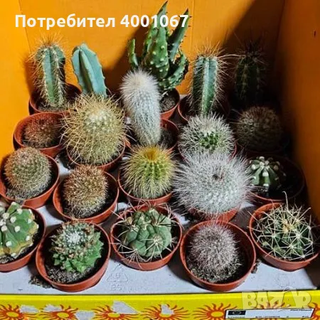 кактуси, снимка 1