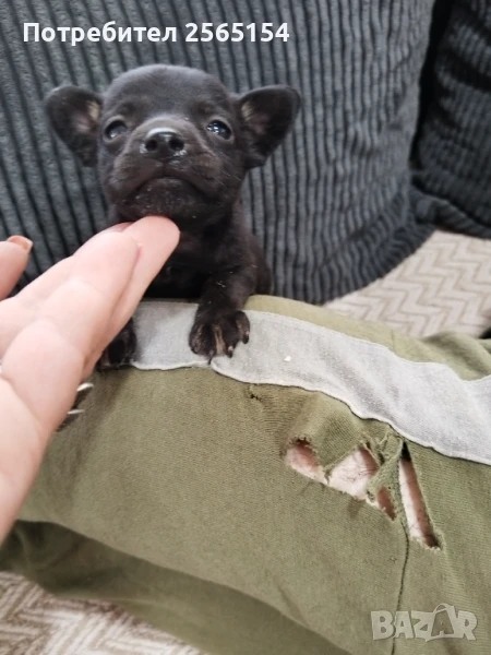 Малко сладко пинчерче, снимка 1