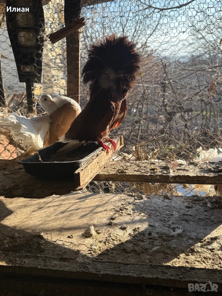 Якалий, снимка 1