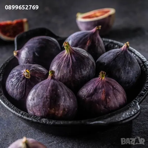 Смокиня сорт Бурса. , снимка 1